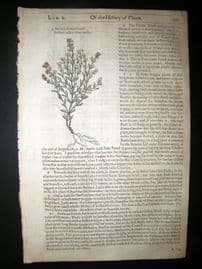 Gerards Herbal 1633 Hand Col Botanical Print. Sea Grape, Horsetail