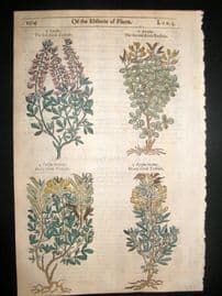 Gerards Herbal 1633 Hand Col Botanical Print. Shrub Trefoil