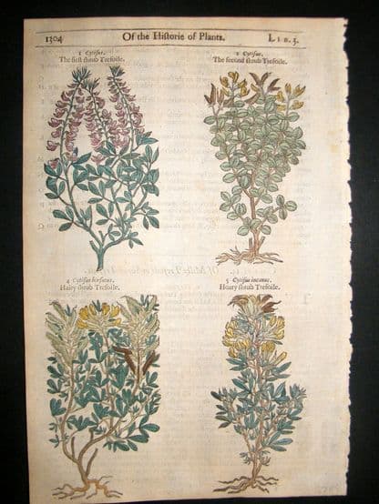 Gerards Herbal 1633 Hand Col Botanical Print. Shrub Trefoil | Albion Prints
