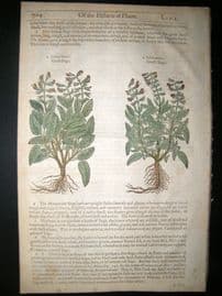 Gerards Herbal 1633 Hand Col Botanical Print. Small & Great Sage