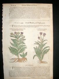 Gerards Herbal 1633 Hand Col Botanical Print. Soft Thistle, Cirsium