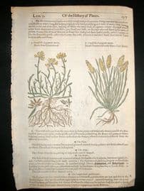 Gerards Herbal 1633 Hand Col Botanical Print. Spanish Broom & Genistella Greenweed