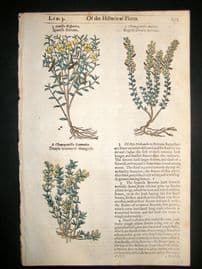 Gerards Herbal 1633 Hand Col Botanical Print. Spanish & Dwarf Broom