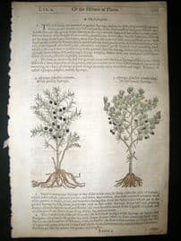 Gerards Herbal 1633 Hand Col Botanical Print. Sperage Asparagus, Thistle