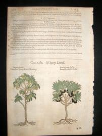Gerards Herbal 1633 Hand Col Botanical Print. Spurge Laurel, Spurgeflax