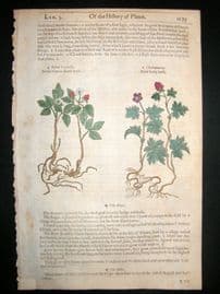 Gerards Herbal 1633 Hand Col Botanical Print. Stone & Knot Blackberry Fruit