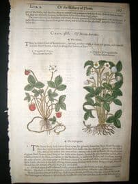 Gerards Herbal 1633 Hand Col Botanical Print. Strawberry, Fruit