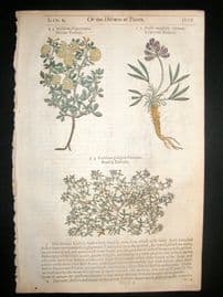 Gerards Herbal 1633 Hand Col Botanical Print. Strawberry, Liqourice Trefoil