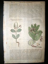 Gerards Herbal 1633 Hand Col Botanical Print. Swallowwort