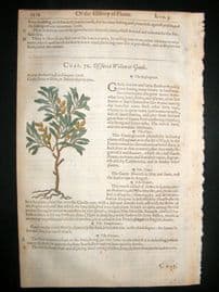 Gerards Herbal 1633 Hand Col Botanical Print. Sweet Willow, Dutch Myrtle