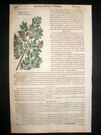 Gerards Herbal 1633 Hand Col Botanical Print. The Scarlet Oak