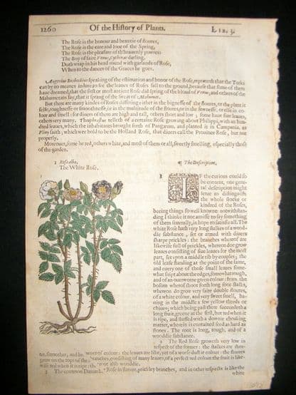 Gerards Herbal 1633 Hand Col Botanical Print. The White Rose | Albion Prints