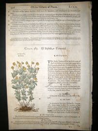 Gerards Herbal 1633 Hand Col Botanical Print. Tormentil, Strawberry Cinquefoil