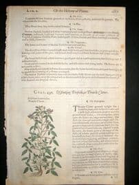 Gerards Herbal 1633 Hand Col Botanical Print. Treacle Clauer Trefoil