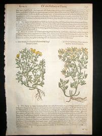 Gerards Herbal 1633 Hand Col Botanical Print. Trefoil, Lotus, Trifolium