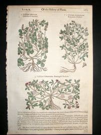 Gerards Herbal 1633 Hand Col Botanical Print. Trefoil of America, Trefoil