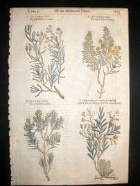 Gerards Herbal 1633 Hand Col Botanical Print. Types of Cistus Ledon