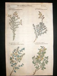 Gerards Herbal 1633 Hand Col Botanical Print. Varieties of Bastard shrub Trefoil