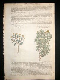 Gerards Herbal 1633 Hand Col Botanical Print. Varieties of Cistus