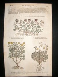 Gerards Herbal 1633 Hand Col Botanical Print. Varieties of Dwarf Cistus