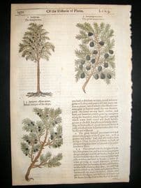 Gerards Herbal 1633 Hand Col Botanical Print. Varieties of Juniper Trees