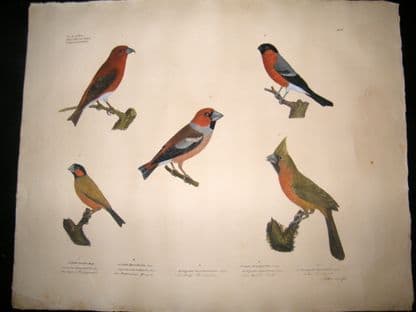 Goldfuss C1830 LG Folio Hand Colored Bird Print. Finches 304 | Albion Prints