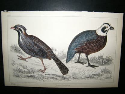 Goldsmith C1850 Antique Hand Col Bird Print. Quail | Albion Prints