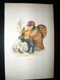 Grandville des Animaux 1842 Hand Col Print. Cockeral Banker