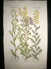 Hill C1760 Folio Hand Col Botanical Print. Crotalaria Rattlewort 10