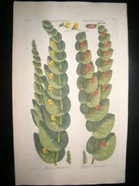 Hill C1760 Folio Hand Col Botanical Print. Crotalaria Rattlewort 9