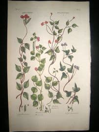 Hill C1760 Folio Hand Col Botanical Print. Dolichos Beanwort 17
