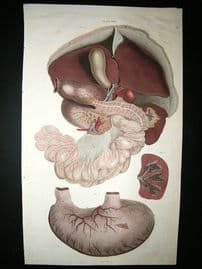 Anatomy Print 1826 Organs. Folio Hand Col. Lizars