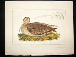 Japan Perry Expedition 1856 Antique Hand Col Bird Print. Bristle-thighed Curlew 3