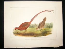 Japan Perry Expedition 1856 Antique Hand Col Bird Print. Copper Pheasant 2