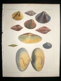Japan Perry Expedition 1856 Antique Hand Col Print. Shells 1