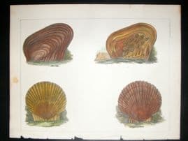 Japan Perry Expedition 1856 Antique Hand Col Print. Shells 3