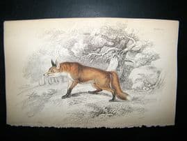 Jardine 1838 Antique Hand Col Print. Fox