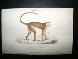 Jardine C1835 Antique Hand Col Print. The Red Monkey