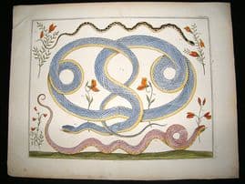 Albertus Seba: C1750 Snakes & Botanical. LG Folio Hand Col Print