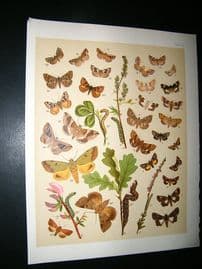 Kirby 1907 Anartidae, Small Yellow Underwing Moths 42. Antique Print