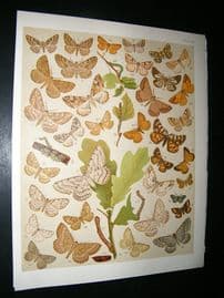 Kirby 1907 Boarmiidae, Heath Moths etc 48. Antique Print