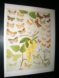 Kirby 1907 Deltiodae, Snouts, Orange Underwing Moths 44. Antique Print