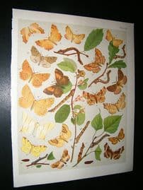 Kirby 1907 Ennomidae, Thorn Moths etc 46. Antique Print