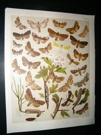 Kirby 1907 Hadena, Rusic & Minor Moths 40. Antique Print