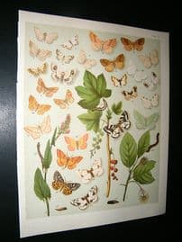 Kirby 1907 Idaeidae, Wave Moths etc 45. Antique Print