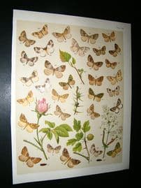 Kirby 1907 Larentia, Carpet Moths & Rose Flower 50. Antique Print