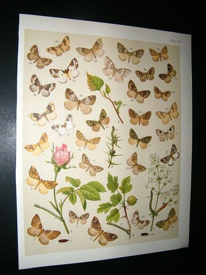 Kirby 1907 Larentia, Carpet Moths & Rose Flower 50. Antique Print | Albion Prints