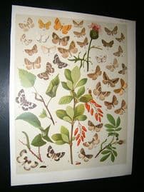Kirby 1907 Larentiidae Moths 51. Antique Print