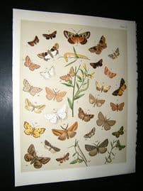 Kirby 1907 Noctuae, Geometrae Moths 53. Antique Print