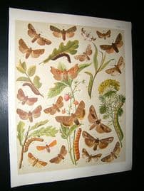 Kirby 1907 Orthosiidae, Chestnut, Owl Moths etc 37. Antique Print